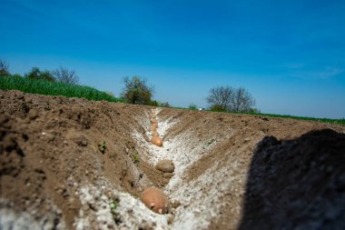 İlkbaharda patates ekme. İlkbaharda patates ekmeye hazırlanan tarlalar. Çernozem toprağına patates ekilmiş ve sürülmüş bir sıra..