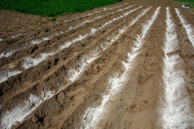 İlkbaharda patates ekme. İlkbaharda patates ekmeye hazırlanan tarlalar. Çernozem toprağına patates ekilmiş ve sürülmüş bir sıra..