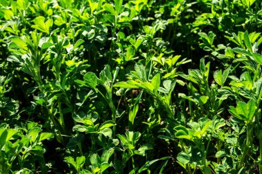 Canlı yeşil mahsul hasat için hazır. Arka plan olarak Alfalfa çalılıkları. Kalın çim tarlası.