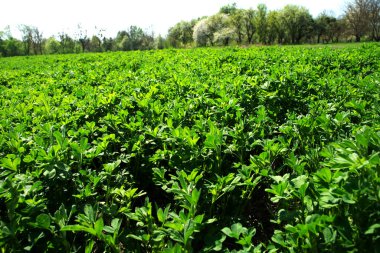 Canlı yeşil mahsul hasat için hazır. Arka plan olarak Alfalfa çalılıkları. Kalın çim tarlası.