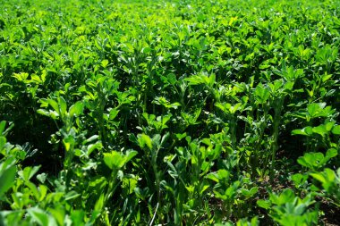 Canlı yeşil mahsul hasat için hazır. Arka plan olarak Alfalfa çalılıkları. Kalın çim tarlası.