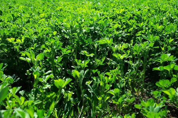 Canlı yeşil mahsul hasat için hazır. Arka plan olarak Alfalfa çalılıkları. Kalın çim tarlası.