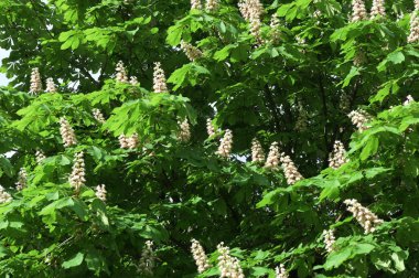 Aesculus hippocastanum mayıs ayında çiçek açar. Aesculus hipocastanum, sabunüzümü ve lychee familyasından bir bitki türüdür..