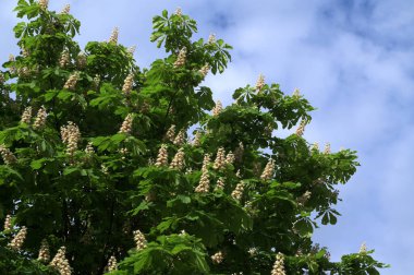 Aesculus hippocastanum mayıs ayında çiçek açar. Aesculus hipocastanum, sabunüzümü ve lychee familyasından bir bitki türüdür..