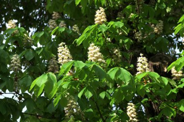 Aesculus hippocastanum mayıs ayında çiçek açar. Aesculus hipocastanum, sabunüzümü ve lychee familyasından bir bitki türüdür..