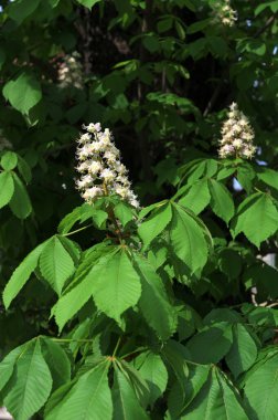 Aesculus hippocastanum mayıs ayında çiçek açar. Aesculus hipocastanum, sabunüzümü ve lychee familyasından bir bitki türüdür..