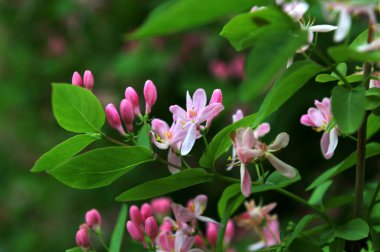 Tatar hanımeli (Lonicera tatarica) bahçede çiçek açıyor. Güneşli bir günde kocaman bir hanımeli çalısı. Yeşil yapraklardan oluşan arka planda pek çok narin pembe çiçek ve tomurcuk var..