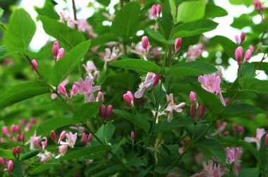 Tatar hanımeli (Lonicera tatarica) bahçede çiçek açıyor. Güneşli bir günde kocaman bir hanımeli çalısı. Yeşil yapraklardan oluşan arka planda pek çok narin pembe çiçek ve tomurcuk var..