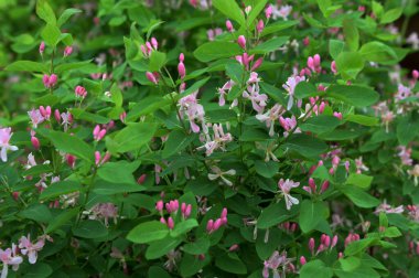 Tatar hanımeli (Lonicera tatarica) bahçede çiçek açıyor. Güneşli bir günde kocaman bir hanımeli çalısı. Yeşil yapraklardan oluşan arka planda pek çok narin pembe çiçek ve tomurcuk var..