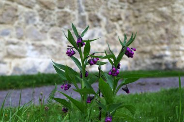 Papağan pembe çiçekler yaz bahçesinde yetişiyor. Symphytum officinale Çiçek açan bitkiler bahar çayırlarında yetişir.