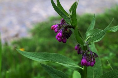 Papağan pembe çiçekler yaz bahçesinde yetişiyor. Symphytum officinale Çiçek açan bitkiler bahar çayırlarında yetişir.