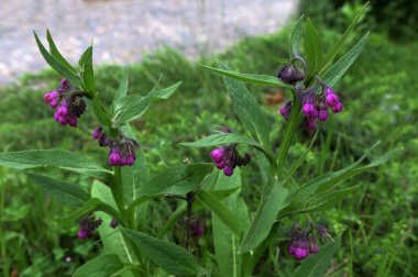 Papağan pembe çiçekler yaz bahçesinde yetişiyor. Symphytum officinale Çiçek açan bitkiler bahar çayırlarında yetişir.
