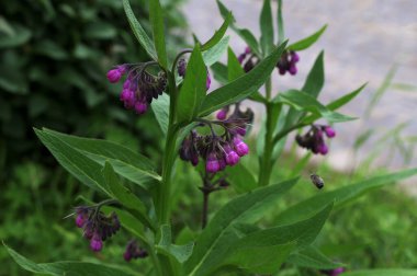 Papağan pembe çiçekler yaz bahçesinde yetişiyor. Symphytum officinale Çiçek açan bitkiler bahar çayırlarında yetişir.