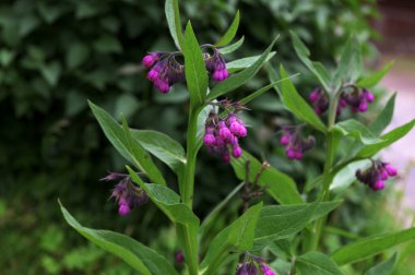 Papağan pembe çiçekler yaz bahçesinde yetişiyor. Symphytum officinale Çiçek açan bitkiler bahar çayırlarında yetişir.