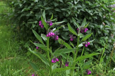Papağan pembe çiçekler yaz bahçesinde yetişiyor. Symphytum officinale Çiçek açan bitkiler bahar çayırlarında yetişir.