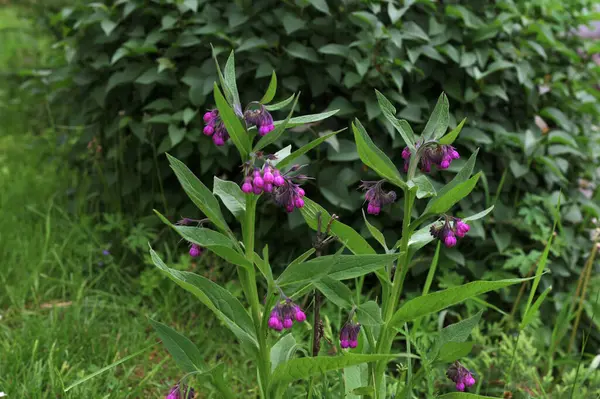 Papağan pembe çiçekler yaz bahçesinde yetişiyor. Symphytum officinale Çiçek açan bitkiler bahar çayırlarında yetişir.