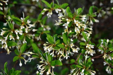 Flowering of small flowers goof many-flowered against the background of foliage, gumi .Flowering cherry elaeagnus shrub (Elaeagnus multiflora)
