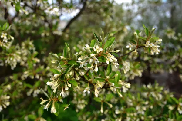 Çiçek açan küçük çiçekler, çiçek yapraklarının arka planında, gumi. Çiçek açan kiraz ağacı elaeagnus çalılığı (Elaeagnus multiflora)
