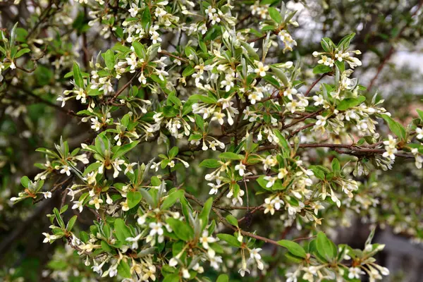 Çiçek açan küçük çiçekler, çiçek yapraklarının arka planında, gumi. Çiçek açan kiraz ağacı elaeagnus çalılığı (Elaeagnus multiflora)