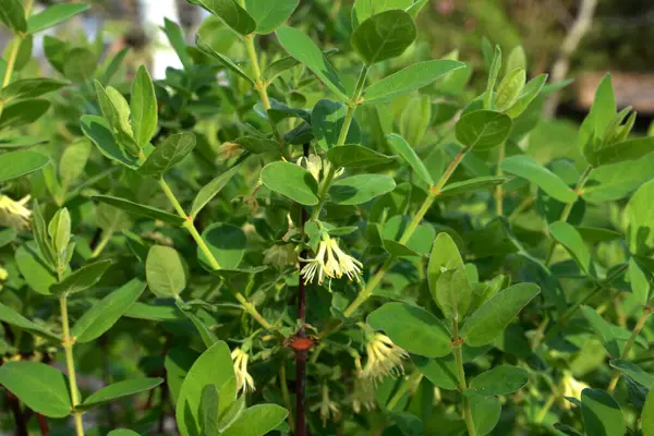 Kamçatka çileği sarı çiçekleri dalda. Yazın yanan çalıların yaprakları.