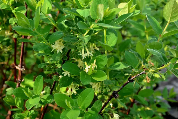 Kamçatka çileği sarı çiçekleri dalda. Yazın yanan çalıların yaprakları.