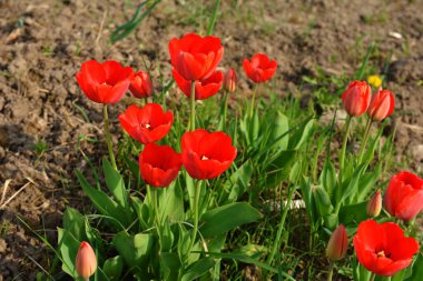 Bahçede açan canlı kırmızı laleler, bahçe, doğa, kırmızı. Güneşli bahar tarlasında açan canlı kırmızı laleler.
