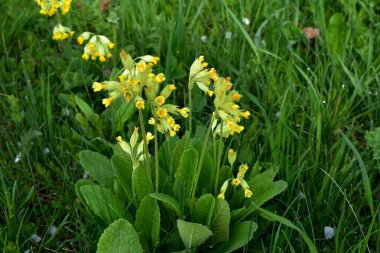 Primula veris inek filetosu, inek filetosu, çuha çiçeği Primulacea familyasındaki uzun ömürlü bir çiçek bitkisi..