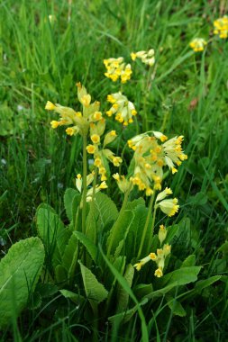 Primula veris inek filetosu, inek filetosu, çuha çiçeği Primulacea familyasındaki uzun ömürlü bir çiçek bitkisi..