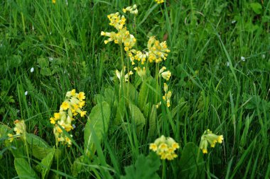 Primula veris inek filetosu, inek filetosu, çuha çiçeği Primulacea familyasındaki uzun ömürlü bir çiçek bitkisi..