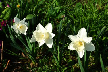 Yeşilliğin arka planında bir sürü beyaz nergis.