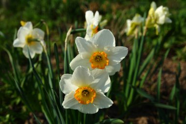 Yeşilliğin arka planında bir sürü beyaz nergis.