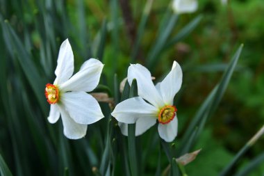 Yeşilliğin arka planında bir sürü beyaz nergis.