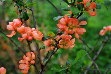 Chaenomeles japonica 'nın güzel kırmızı çiçekleri. Bu düşük büyüyen, yaprak döken, bol miktarda turuncu-kırmızı çiçekli bir çalılık.