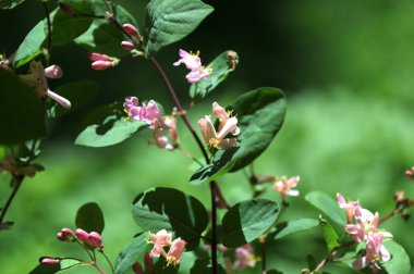 Lonicera tatarica: Hanımeli çalısı baharda bahçede çiçek açar. Tatar hanımeli dalıyla tomurcuklu yakın çekim. Lonicera tatarica çiçekli bitki, seçici odak.