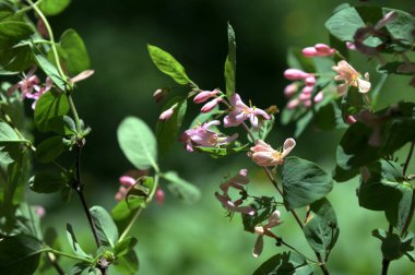 Lonicera tatarica: Hanımeli çalısı baharda bahçede çiçek açar. Tatar hanımeli dalıyla tomurcuklu yakın çekim. Lonicera tatarica çiçekli bitki, seçici odak.