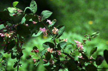 Lonicera tatarica: Hanımeli çalısı baharda bahçede çiçek açar. Tatar hanımeli dalıyla tomurcuklu yakın çekim. Lonicera tatarica çiçekli bitki, seçici odak.