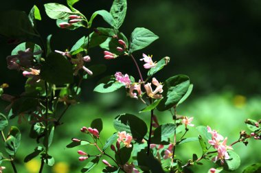 Lonicera tatarica: Hanımeli çalısı baharda bahçede çiçek açar. Tatar hanımeli dalıyla tomurcuklu yakın çekim. Lonicera tatarica çiçekli bitki, seçici odak.