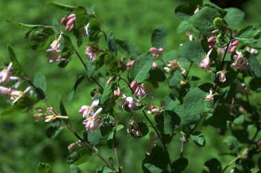 Lonicera tatarica: Hanımeli çalısı baharda bahçede çiçek açar. Tatar hanımeli dalıyla tomurcuklu yakın çekim. Lonicera tatarica çiçekli bitki, seçici odak.