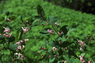 Lonicera tatarica: Hanımeli çalısı baharda bahçede çiçek açar. Tatar hanımeli dalıyla tomurcuklu yakın çekim. Lonicera tatarica çiçekli bitki, seçici odak.
