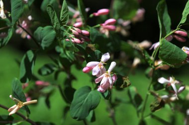 Lonicera tatarica: Hanımeli çalısı baharda bahçede çiçek açar. Tatar hanımeli dalıyla tomurcuklu yakın çekim. Lonicera tatarica çiçekli bitki, seçici odak.