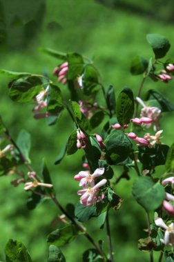 Lonicera tatarica: Hanımeli çalısı baharda bahçede çiçek açar. Tatar hanımeli dalıyla tomurcuklu yakın çekim. Lonicera tatarica çiçekli bitki, seçici odak.