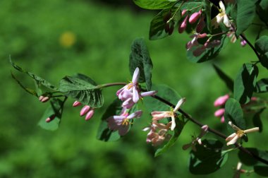 Lonicera tatarica: Hanımeli çalısı baharda bahçede çiçek açar. Tatar hanımeli dalıyla tomurcuklu yakın çekim. Lonicera tatarica çiçekli bitki, seçici odak.