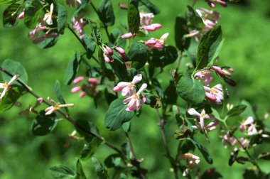 Lonicera tatarica: Hanımeli çalısı baharda bahçede çiçek açar. Tatar hanımeli dalıyla tomurcuklu yakın çekim. Lonicera tatarica çiçekli bitki, seçici odak.