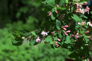 Lonicera tatarica: Hanımeli çalısı baharda bahçede çiçek açar. Tatar hanımeli dalıyla tomurcuklu yakın çekim. Lonicera tatarica çiçekli bitki, seçici odak.