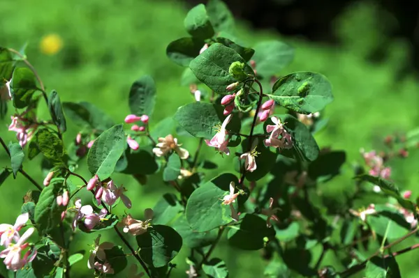 Lonicera tatarica: Hanımeli çalısı baharda bahçede çiçek açar. Tatar hanımeli dalıyla tomurcuklu yakın çekim. Lonicera tatarica çiçekli bitki, seçici odak.