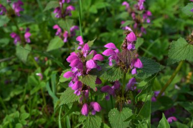 Doğada çiçek açar sağır ısırgan otu moru (Lamium purpureum). Lamium purpureum vahşi pembe çiçekli mor ısırgan otu çiçekleri, çiçek açan bitkiler grubu