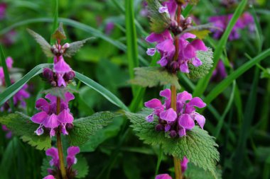 Doğada çiçek açar sağır ısırgan otu moru (Lamium purpureum). Lamium purpureum vahşi pembe çiçekli mor ısırgan otu çiçekleri, çiçek açan bitkiler grubu