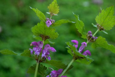 Doğada çiçek açar sağır ısırgan otu moru (Lamium purpureum). Lamium purpureum vahşi pembe çiçekli mor ısırgan otu çiçekleri, çiçek açan bitkiler grubu