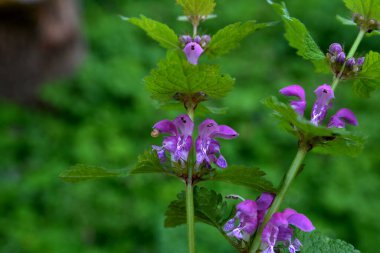 Doğada çiçek açar sağır ısırgan otu moru (Lamium purpureum). Lamium purpureum vahşi pembe çiçekli mor ısırgan otu çiçekleri, çiçek açan bitkiler grubu