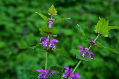 Doğada çiçek açar sağır ısırgan otu moru (Lamium purpureum). Lamium purpureum vahşi pembe çiçekli mor ısırgan otu çiçekleri, çiçek açan bitkiler grubu
